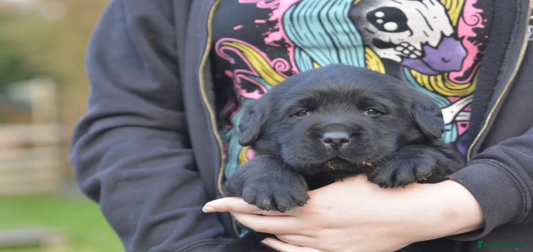 Immagine della galleria {{count}}