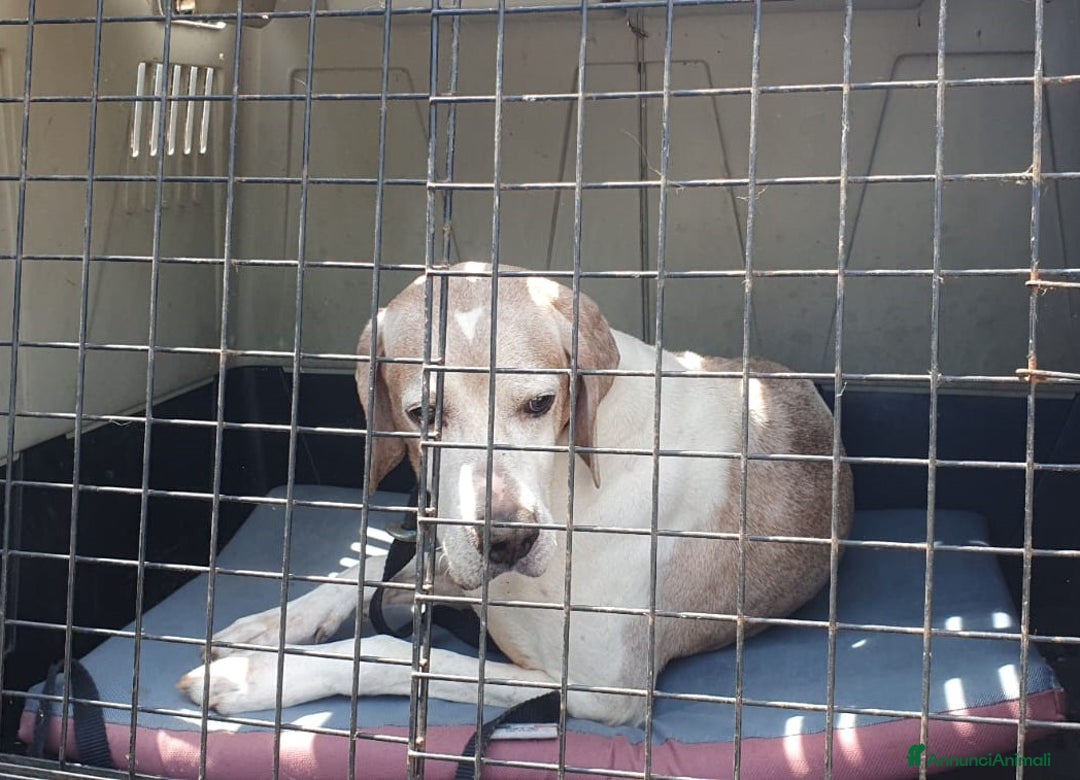 Pointer cani in regalo: VENTO un tesoro tutte coccole a Pomezia - Annuncio 6