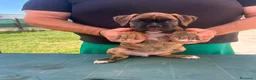 Boxer cani in vendita: Cuccioli di boxer - Annuncio 2