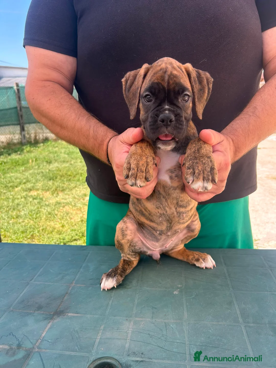 Boxer cani in vendita: Cuccioli di boxer - Annuncio 2