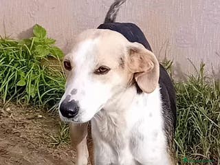 Altre razze cani egle - Annuncio 23