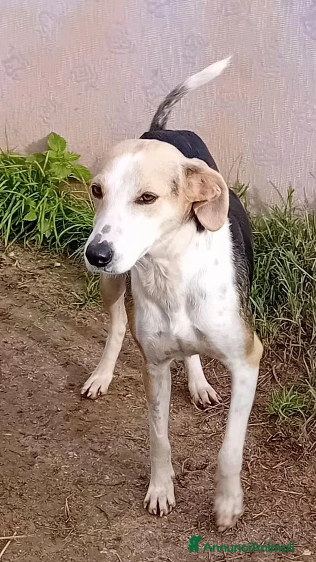 Altre razze cani in regalo: egle  - Annuncio 1