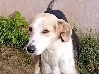 Altre razze cani egle - Annuncio 20