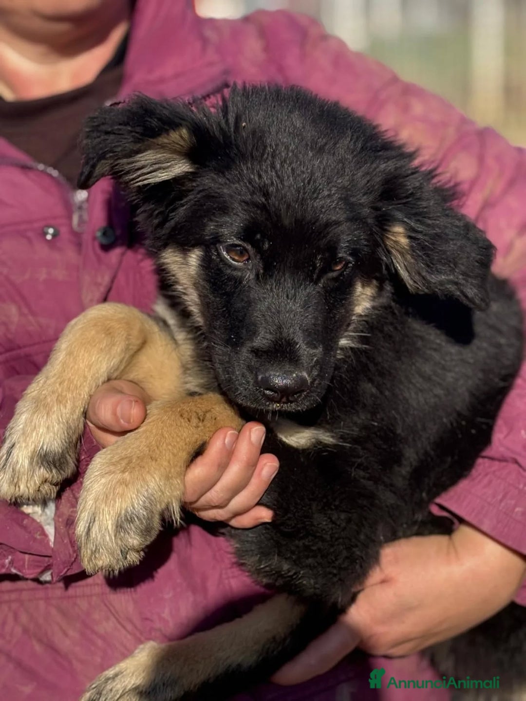 Meticcio cani in regalo: ALEX cucciolo 4 mesi mix border collie in adozione - Annuncio 2