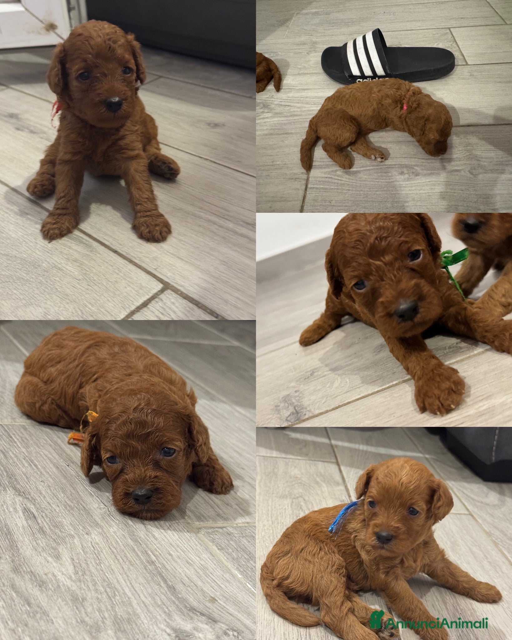 Barboncino Toy cani Barboncini red - Annuncio 8