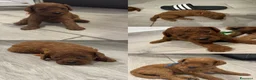 Barboncino Toy cani in vendita: Barboncini red a Città metropolitana di Palermo - Annuncio 1