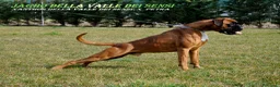Boxer cani in vendita: BOXER CUCCIOLI VENDO-CUCCIOLI BOXER - Annuncio 5