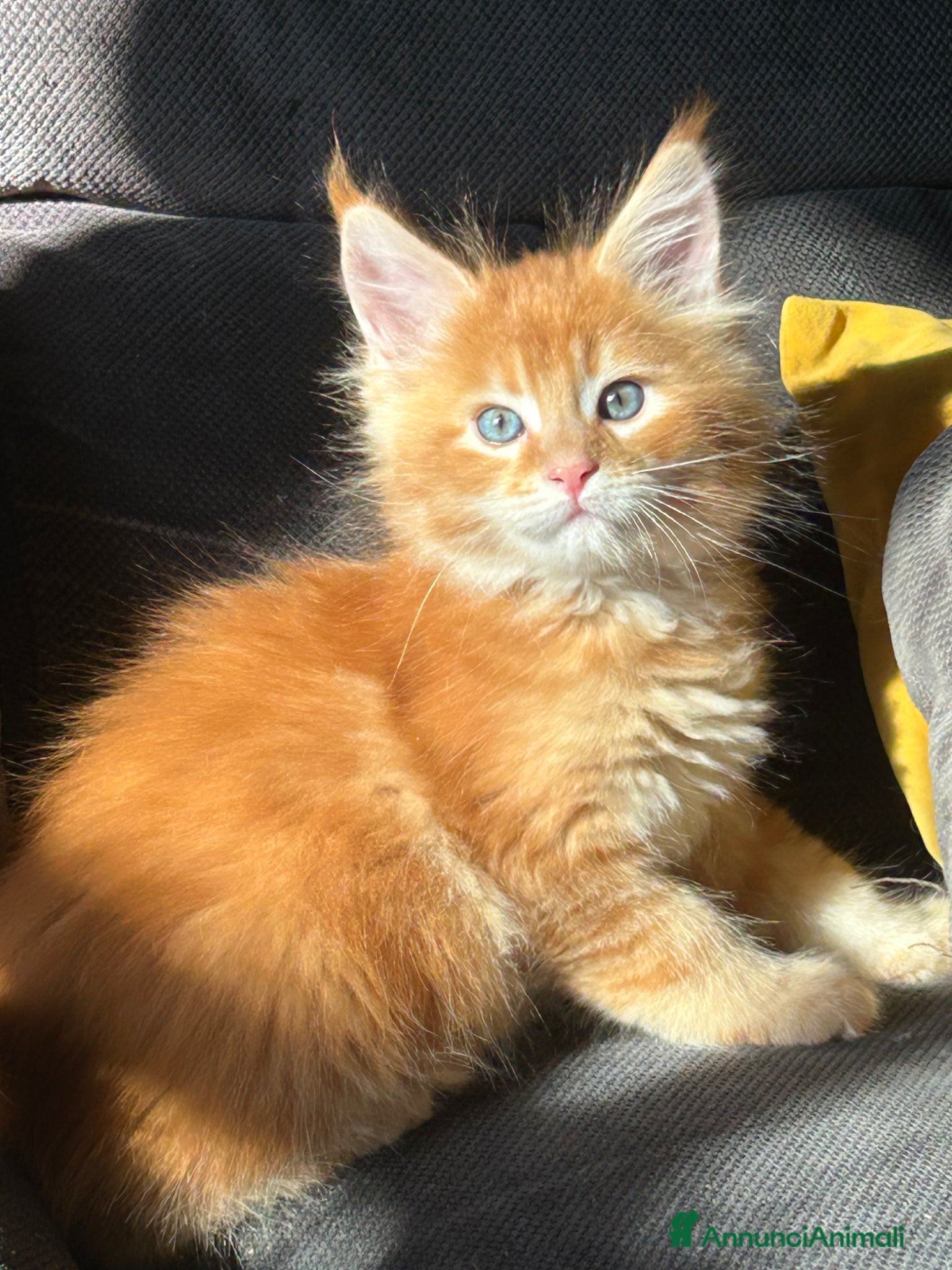 Maine Coon gatti Maine Coon - Annuncio 7