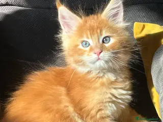 Maine Coon gatti Maine Coon - Annuncio 7