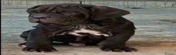 Mastino Napoletano cani in vendita: Mastino napoletano  - Annuncio 2