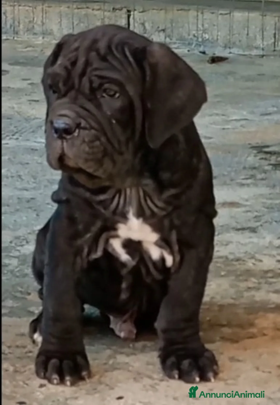 Mastino Napoletano cani in vendita: Mastino napoletano  - Annuncio 2