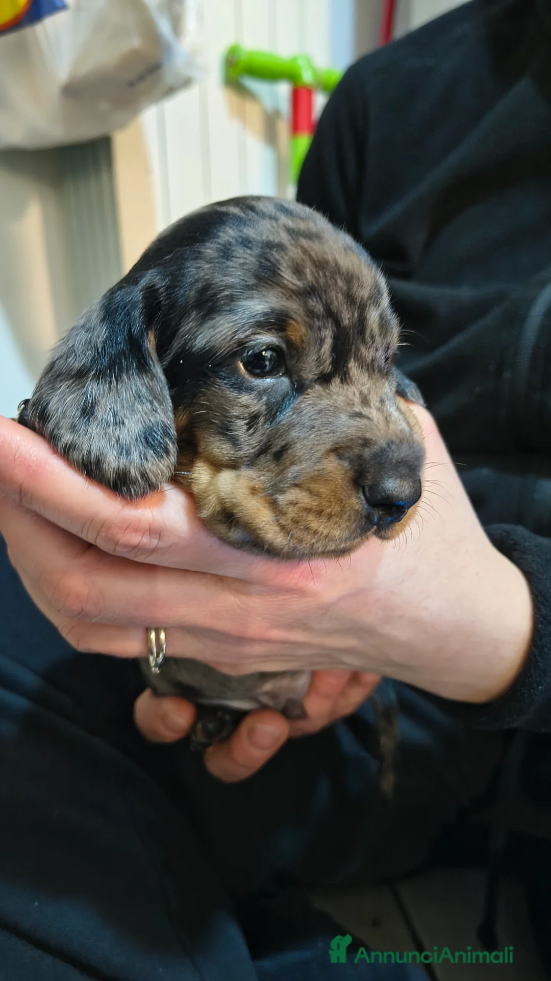 Bassotto cani in vendita: Vendita cuccioli di bassotto - Annuncio 7