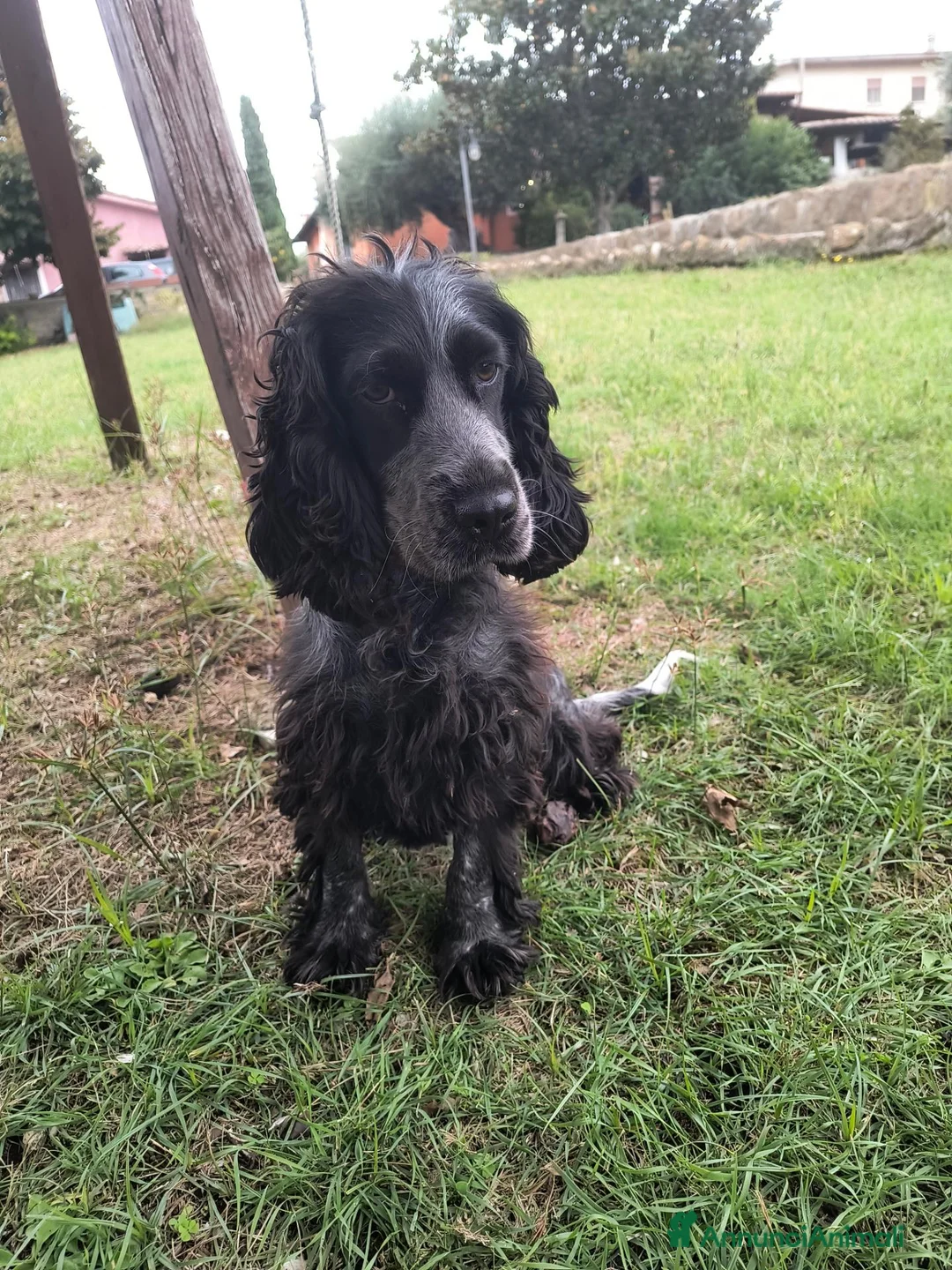 Cocker cani in vendita: 🐶 COCKER SPANIEL FEMMINA CON PEDIGREE ENCI  a Città metropolitana di Roma Capitale - Annuncio 2