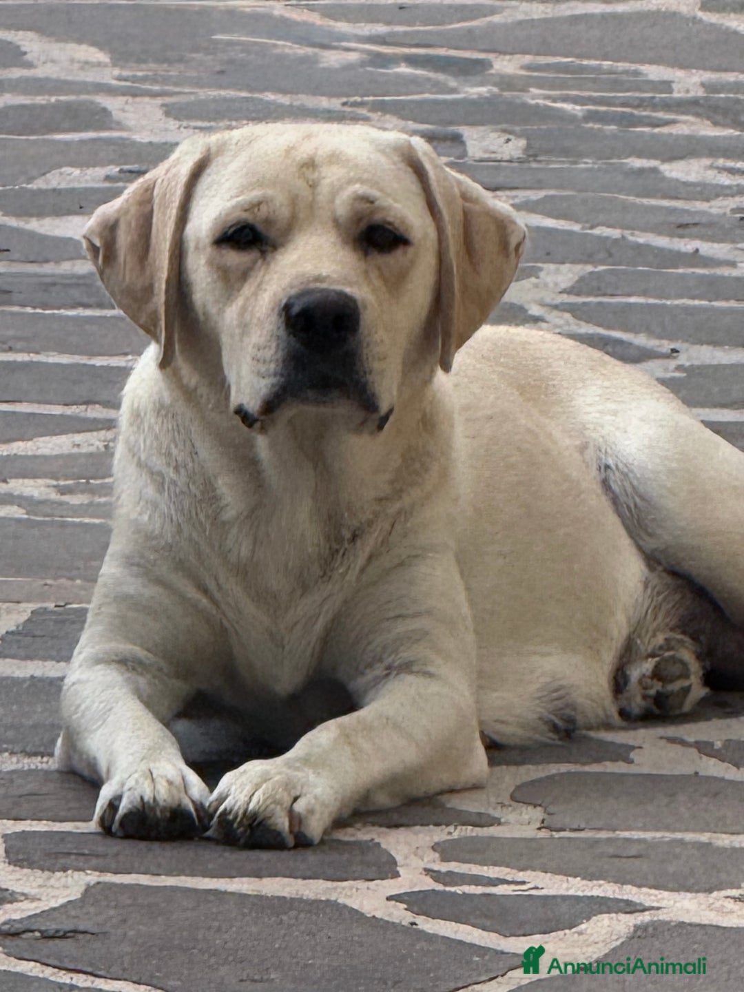 Labrador cani in vendita: Cuccioli Labrador con Pedigree Enci - Annuncio 2