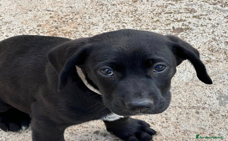 Meticcio cani - Annuncio 14