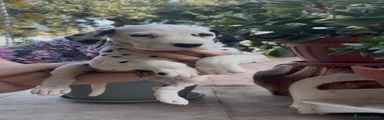 Dalmata Cucciolo 6