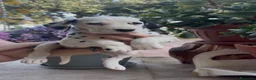 Dalmata cani in vendita: Cuccioli di Dalmata con Pedegree ENCI - Annuncio 7