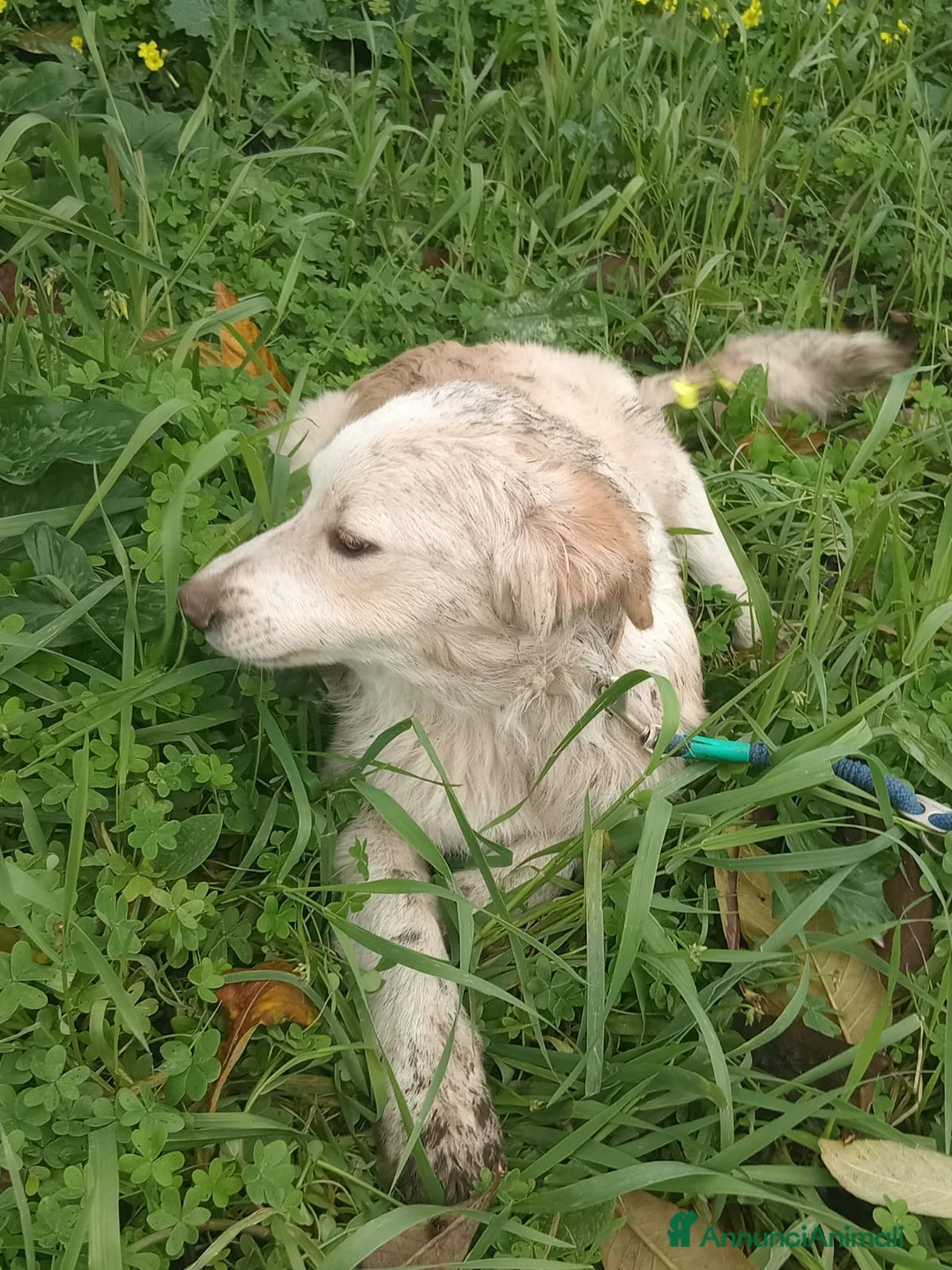 Meticcio cani in regalo: UNA MAMMA PER TACO  - Annuncio 4