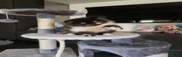 Persiano gatti in vendita: Cuccioli persiani  - Annuncio 2