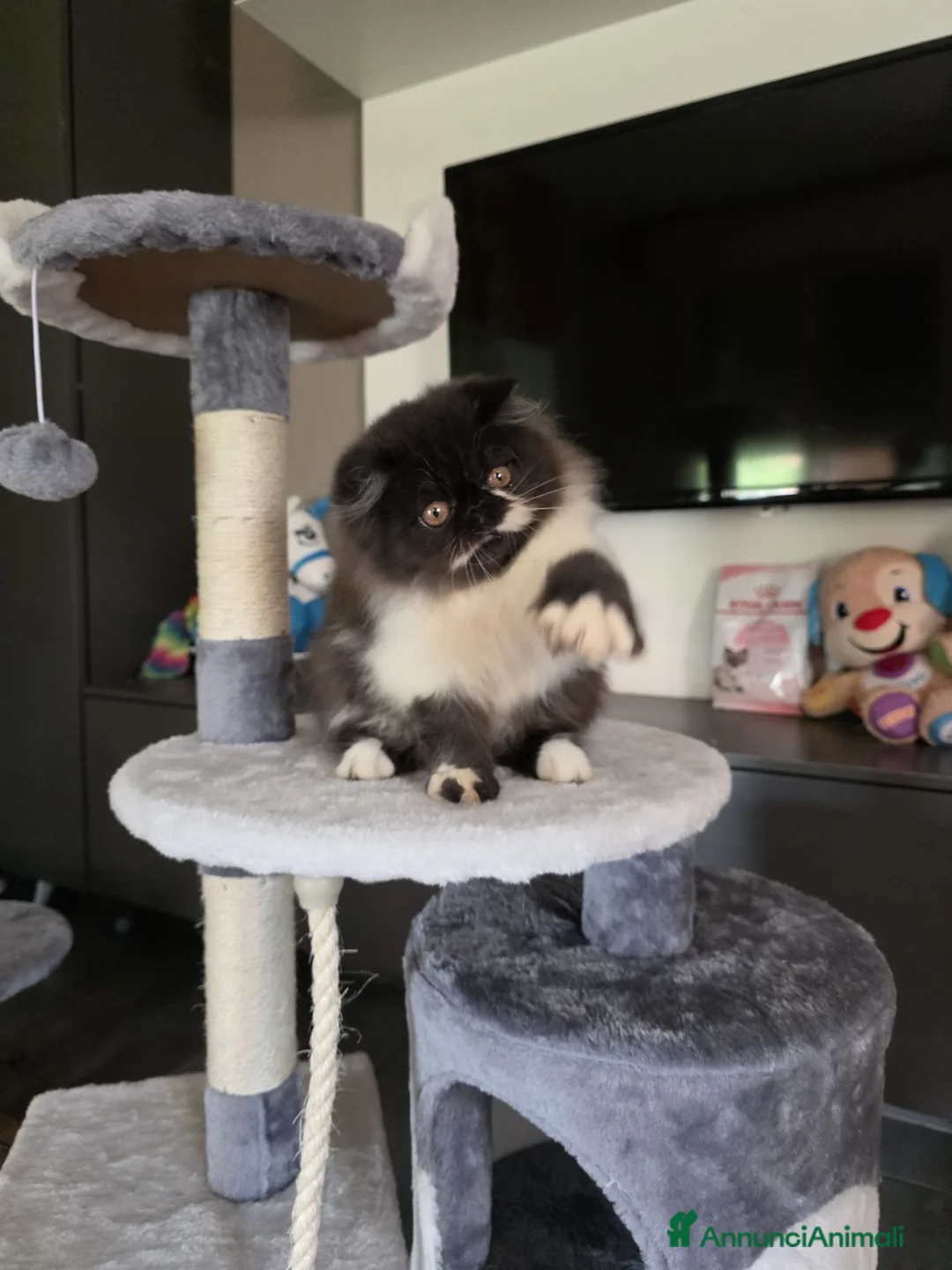 Persiano gatti in vendita: Cuccioli persiani  - Annuncio 2