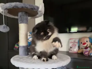 Persiano gatti Cuccioli persiani - Annuncio 1