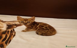 Bengala gatti in vendita: Bengala  a Città metropolitana di Milano - Immagine 1