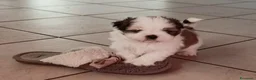 Shih Tzu cani in vendita: Cuccioli di Shitzu - Annuncio 6