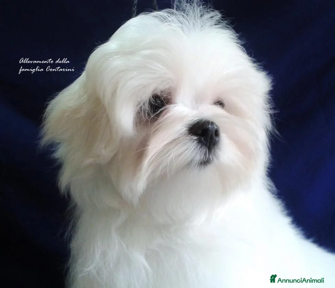 Maltese cani in vendita: Cuccioli Maltese con Pedigree - Annuncio 4