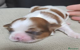 Shih Tzu cani in vendita: Cuccioli di shitzu a Provincia di Cuneo - Immagine 3