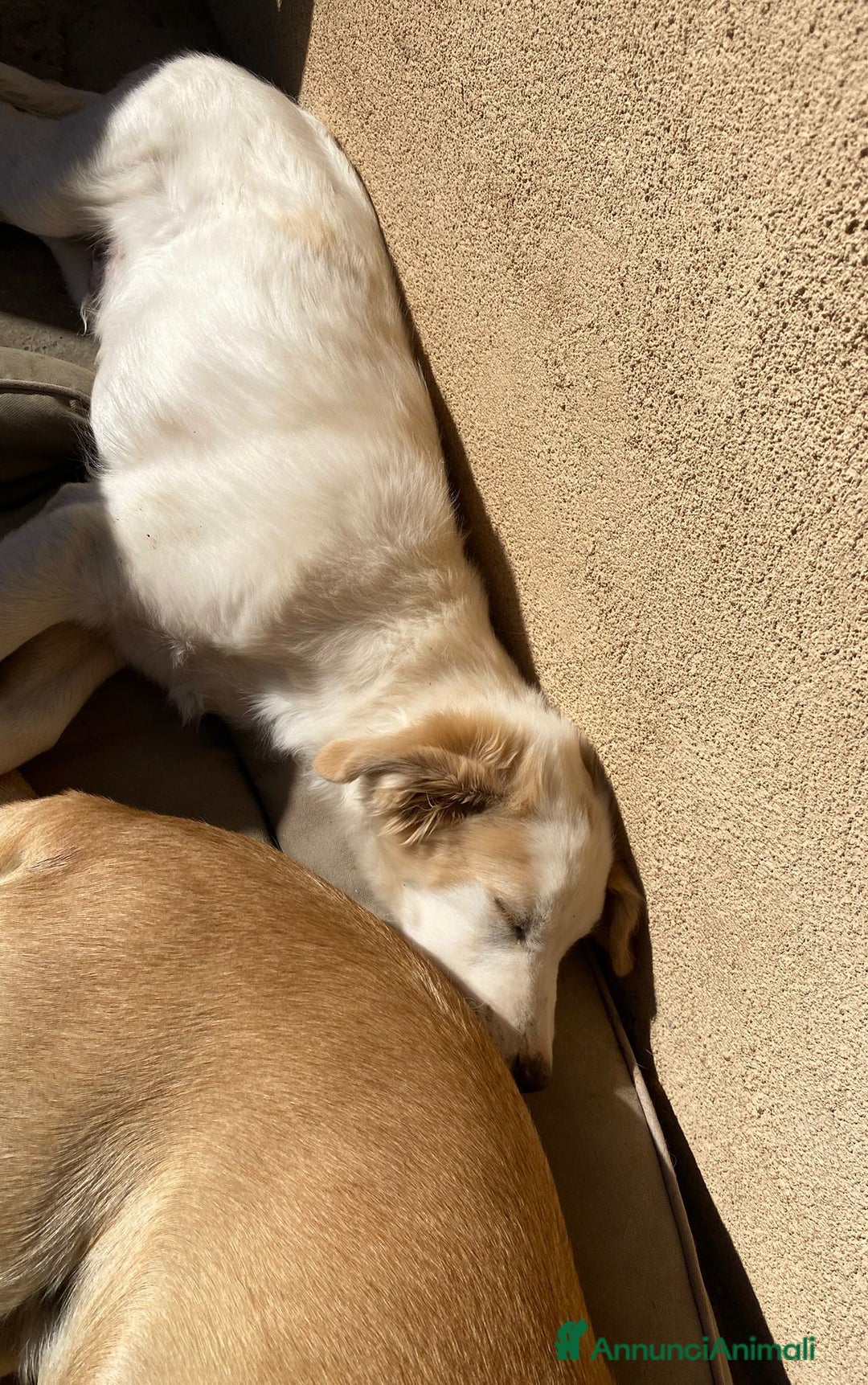 Meticcio cani in regalo: Fuffy cucciolo adorabile - Annuncio 9