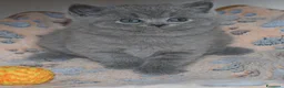 British gatti in vendita: BRITISH Shorthair BLU - Annuncio 13