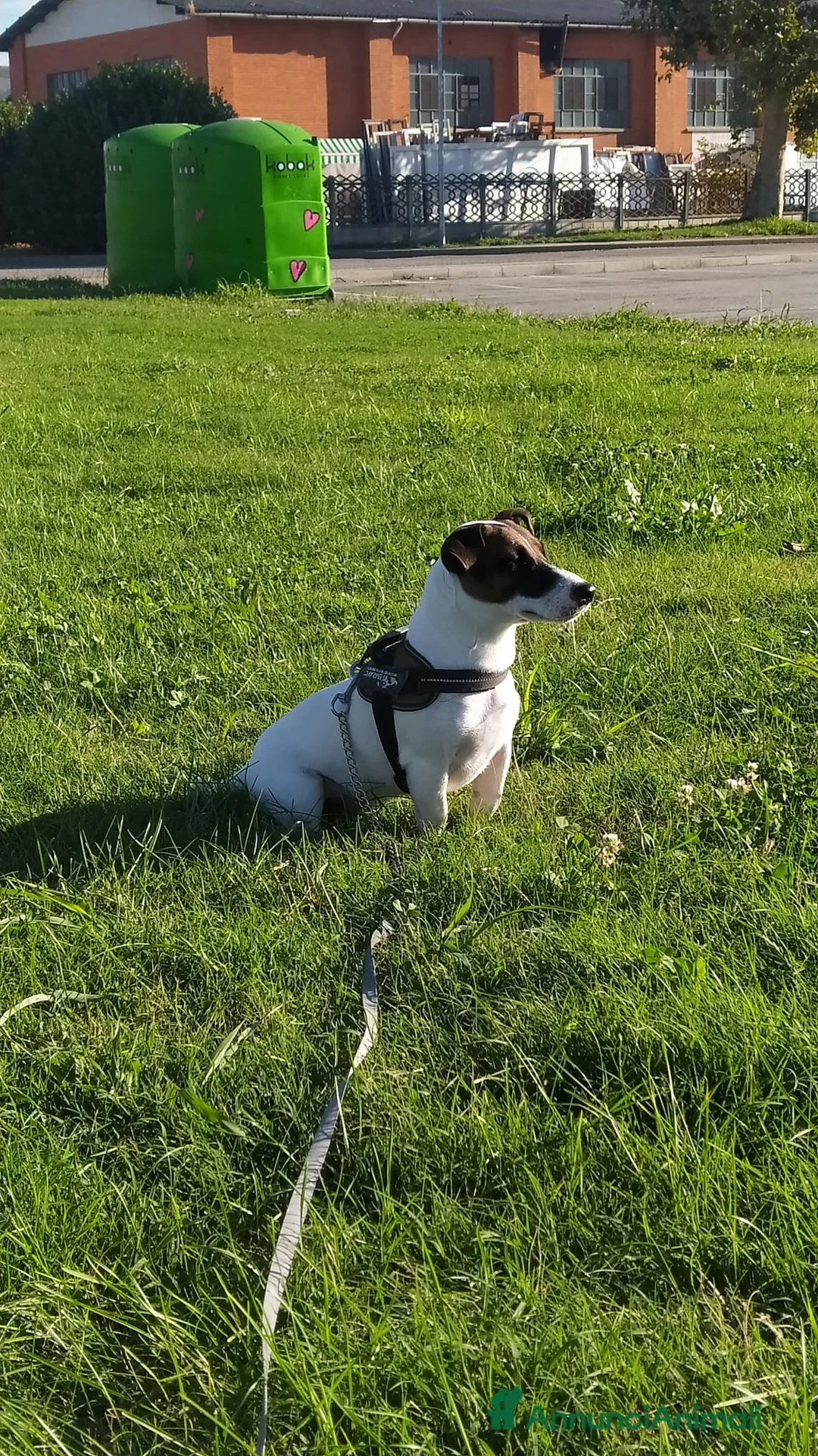 Jack Russell cani per accoppiamento: Filippo pronto per accoppiamento  - Annuncio 2