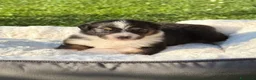 Australian Shepherd cani in vendita: Cuccioli Australian Shepherd / Pastore Australiano - Annuncio 13