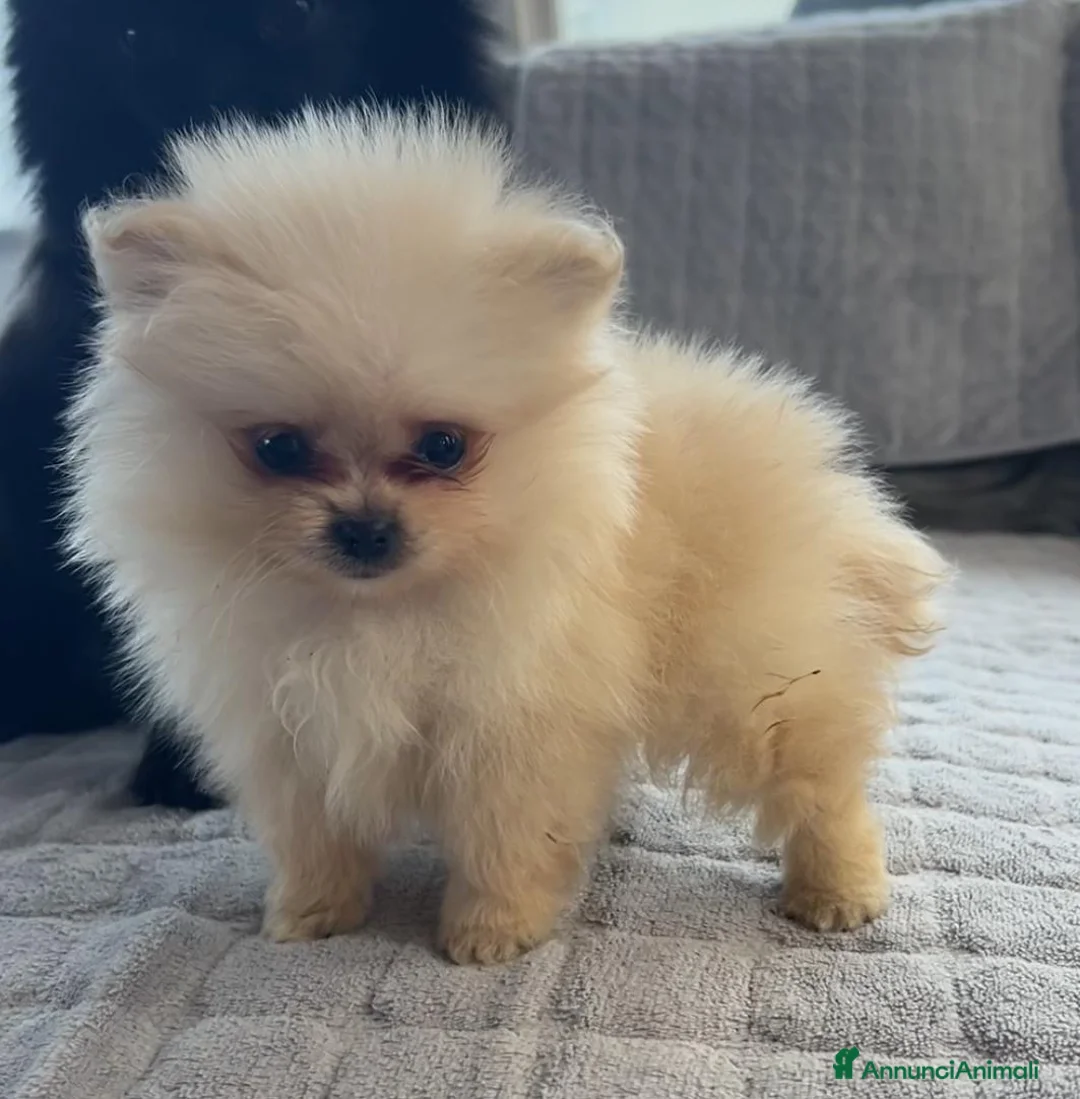 Spitz cani in vendita: Spitz Pomerania  - Annuncio 3