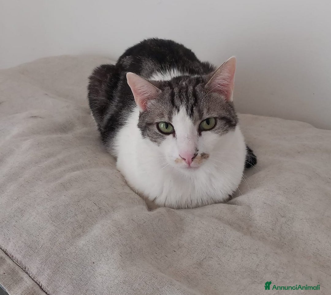 Europeo gatti in regalo: Miele, adorabile gatto da adottare! - Annuncio 5