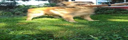Meticcio cani in regalo: Argo, taglia media, cerca casa - Annuncio 4