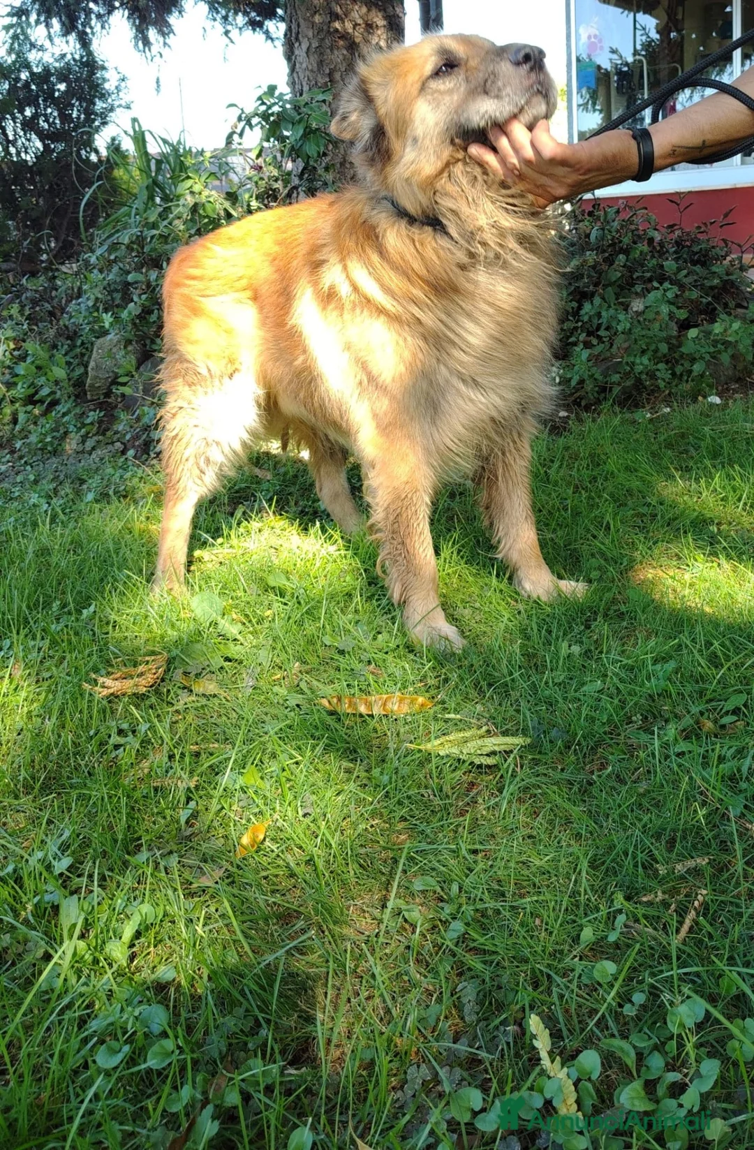 Meticcio cani in regalo: Argo, taglia media, cerca casa - Annuncio 4