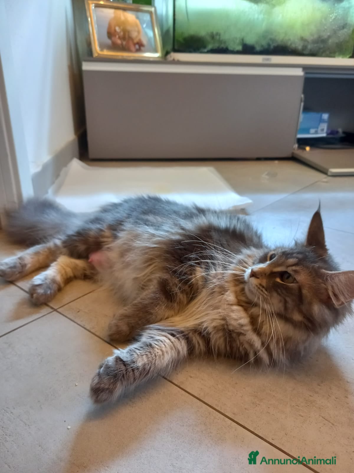 Maine Coon gatti Gattini Maine Coon - Annuncio 1