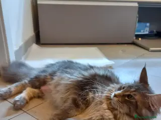 Maine Coon gatti Gattini Maine Coon - Annuncio 1