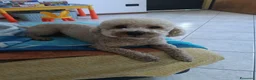 Barboncino cani per accoppiamento: Barboncino per accoppiamento  - Annuncio 5
