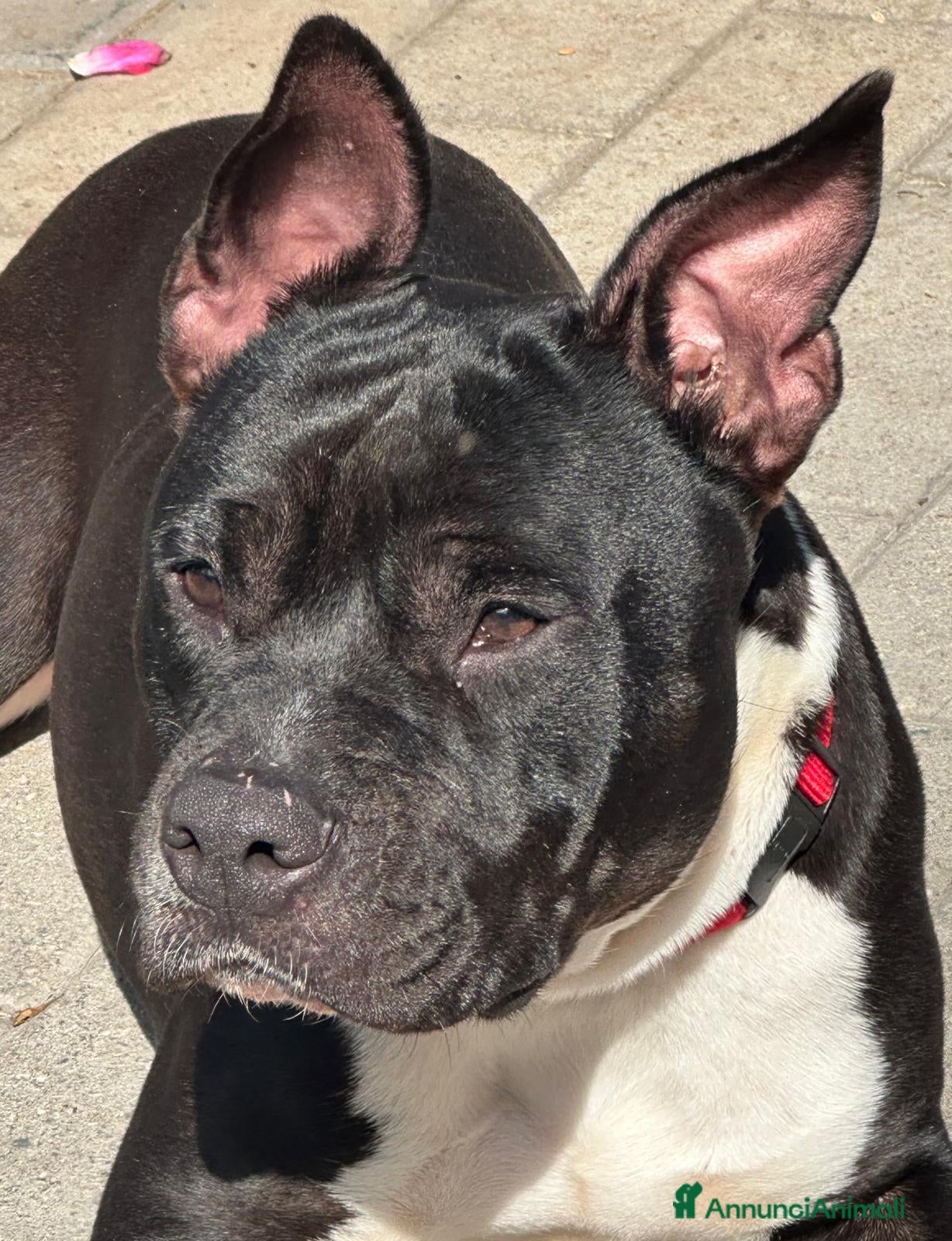 Meticcio cani ZARA PIT TRISTE - Annuncio 5