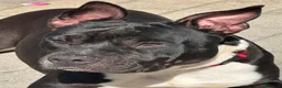Meticcio cani in regalo: ZARA PIT TRISTE - Annuncio 1