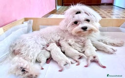 Maltese cani in vendita: Maltese toy maschio a Province of Prato - Immagine 7