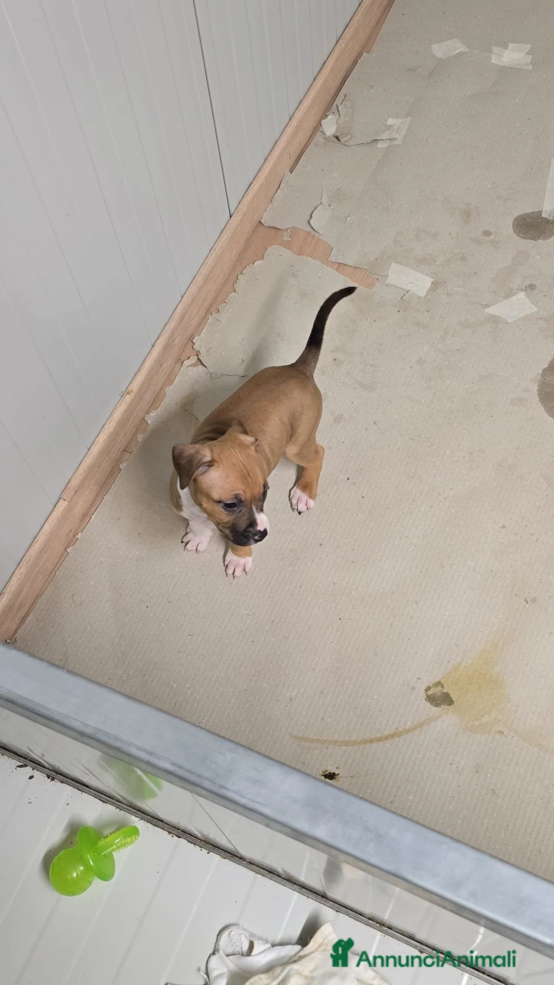 American Staffordshire cani in vendita: Amstaff  - Annuncio 2