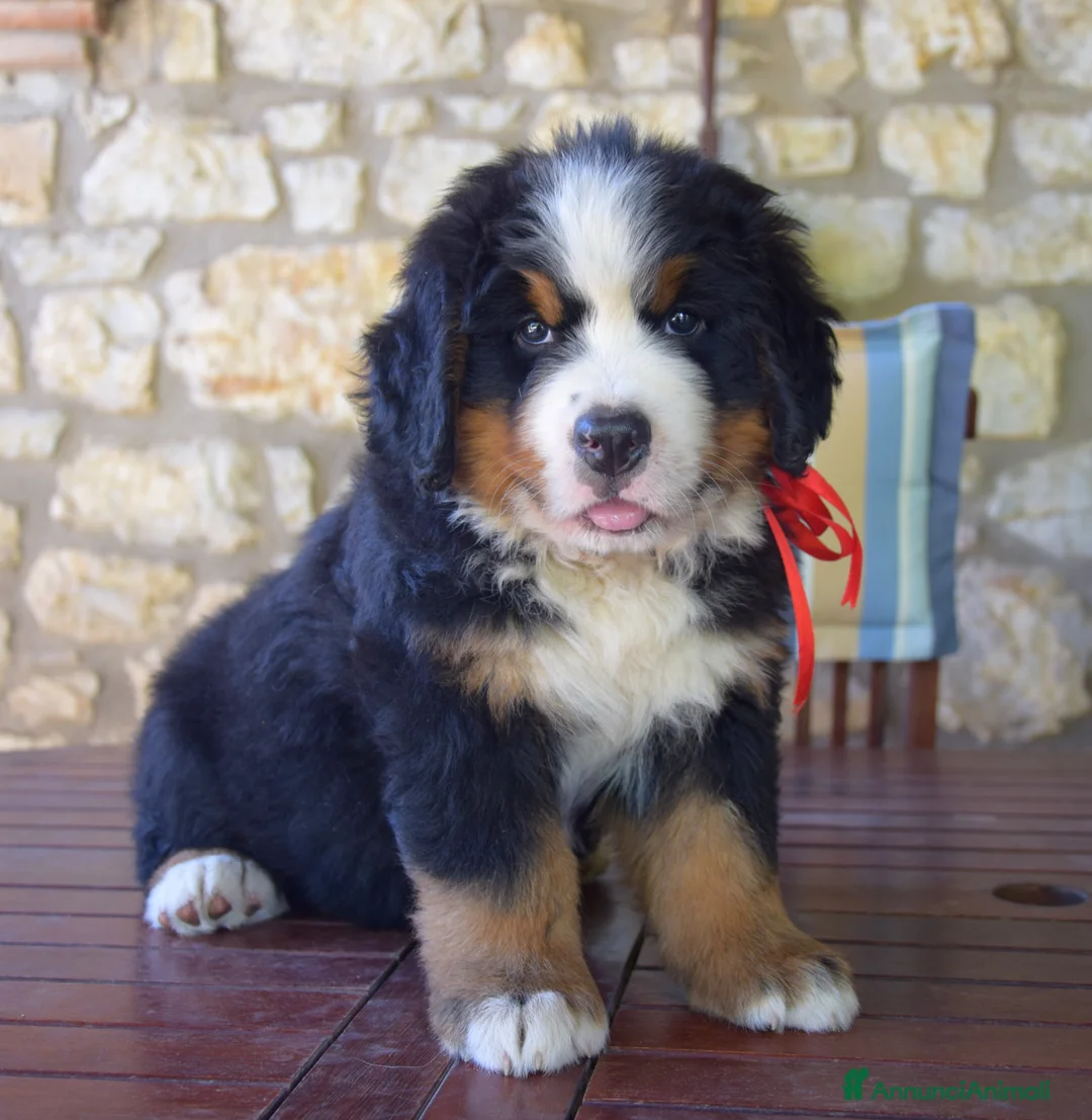 Immagine della galleria {{count}}