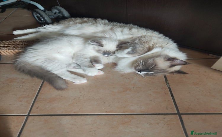 Ragdoll gatti a Città metropolitana di Milano - Annuncio 11