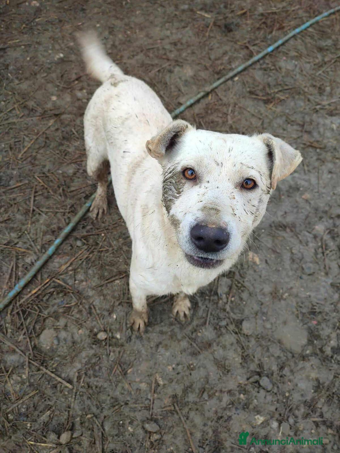Meticcio cani in regalo: BLANCA & BLESS, mamma e figlia cercano amore. - Annuncio 10