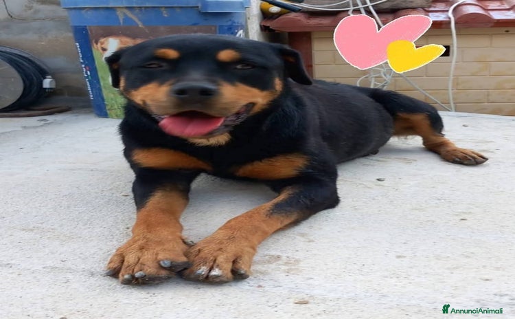 Rottweiler cani SOFIA, prigioniera in un box - Annuncio 1