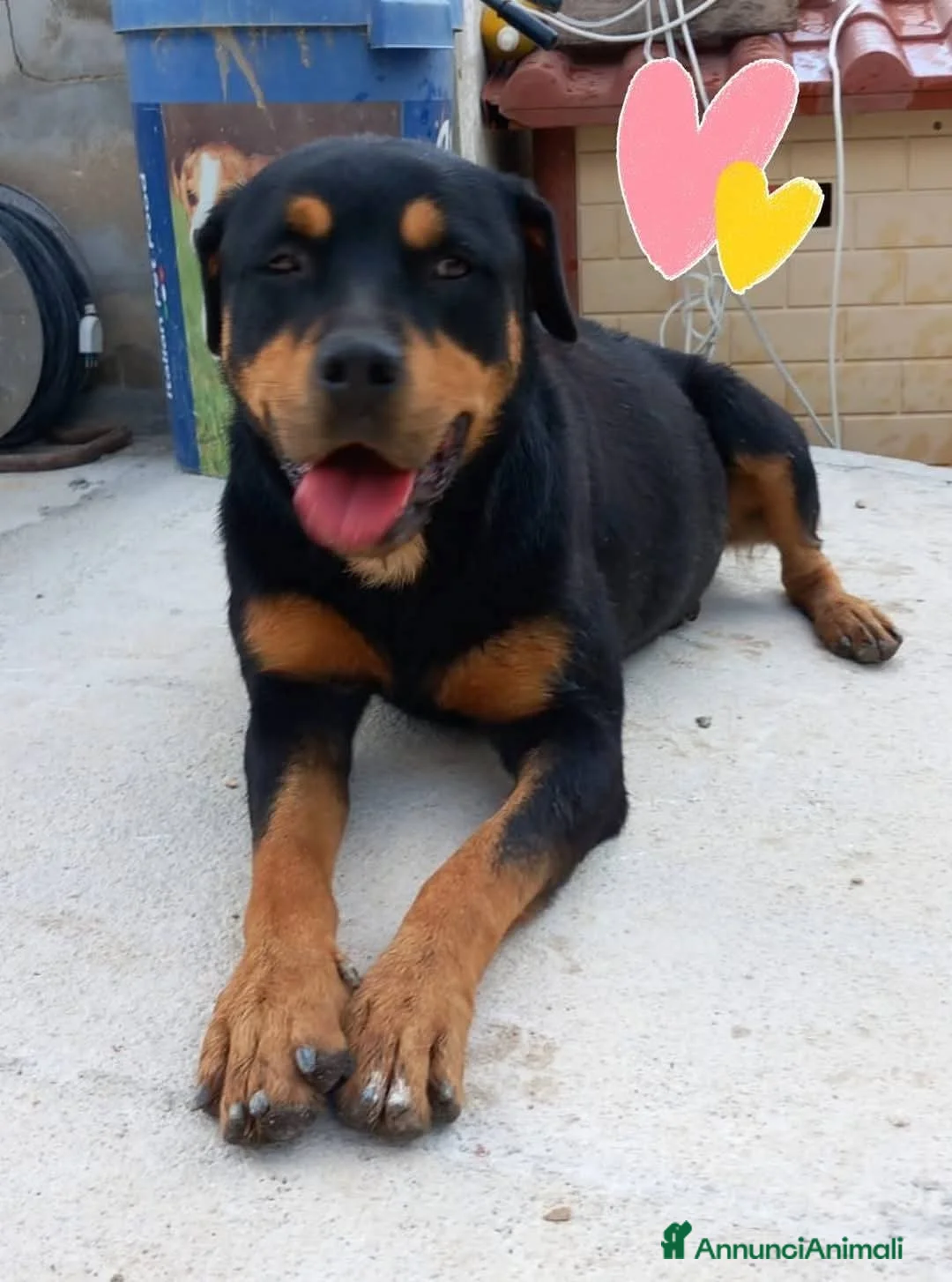 Rottweiler cani in regalo: SOFIA, prigioniera in un box - Annuncio 1