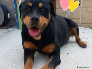 Rottweiler cani SOFIA, prigioniera in un box - Annuncio 39